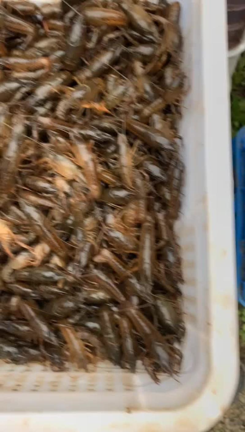 潜江小龙虾苗全国接单中⋯保质保量价格便