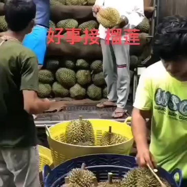 泰国榴莲产地直发
