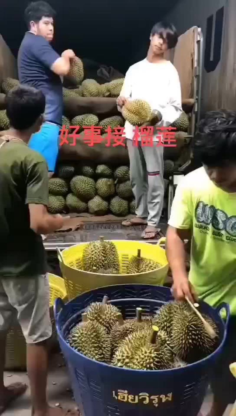 泰国榴莲产地直发