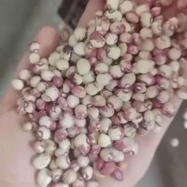 花芸豆
