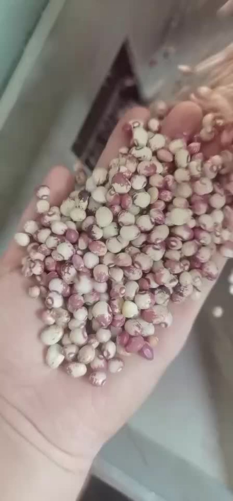 花芸豆