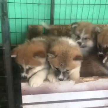 出售秋田犬