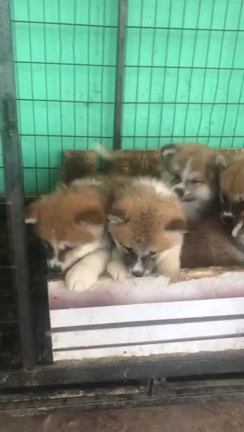 出售秋田犬