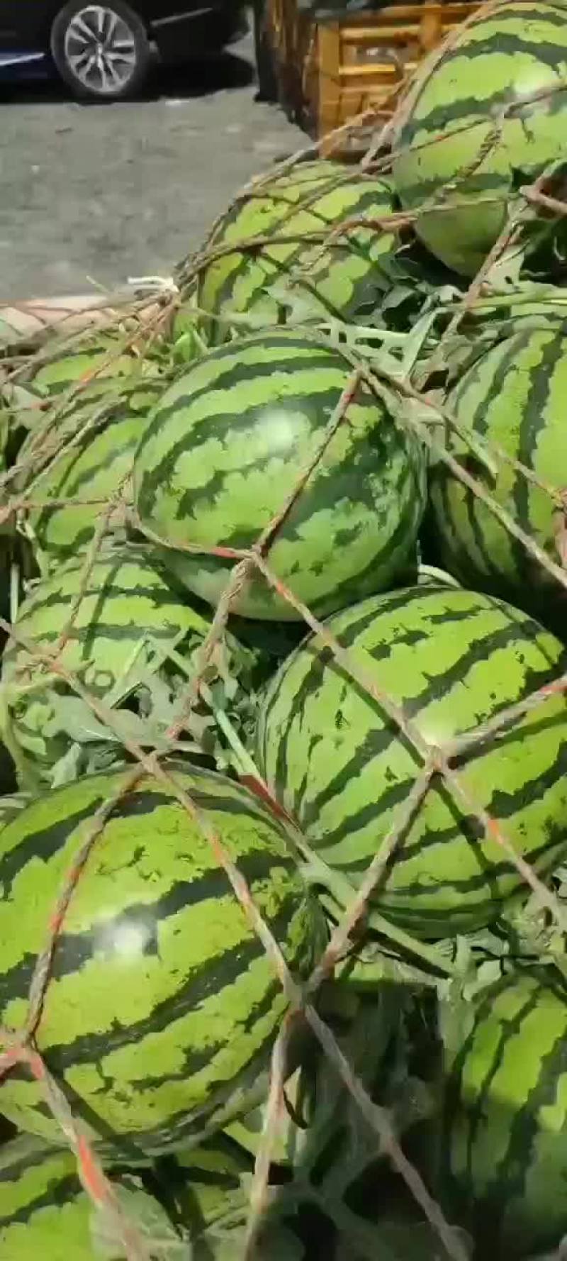 河南西瓜代办代发，开封西瓜批发市场，美都西瓜产地代办