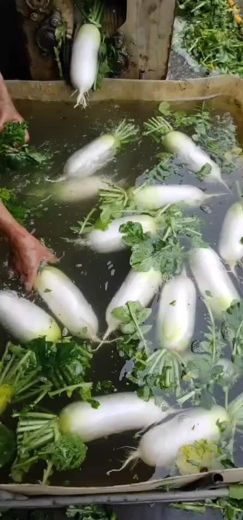 水果青