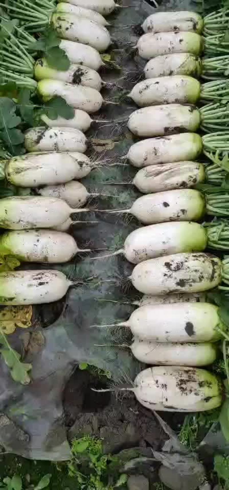 水果青