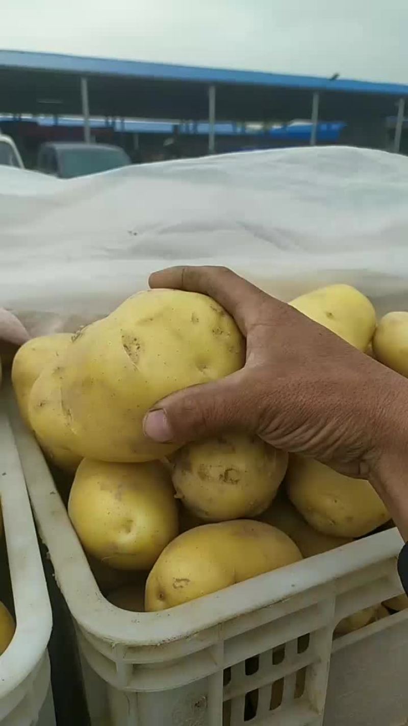荷兰十五土豆，大量现货供应中产地直发需要的联系我啦