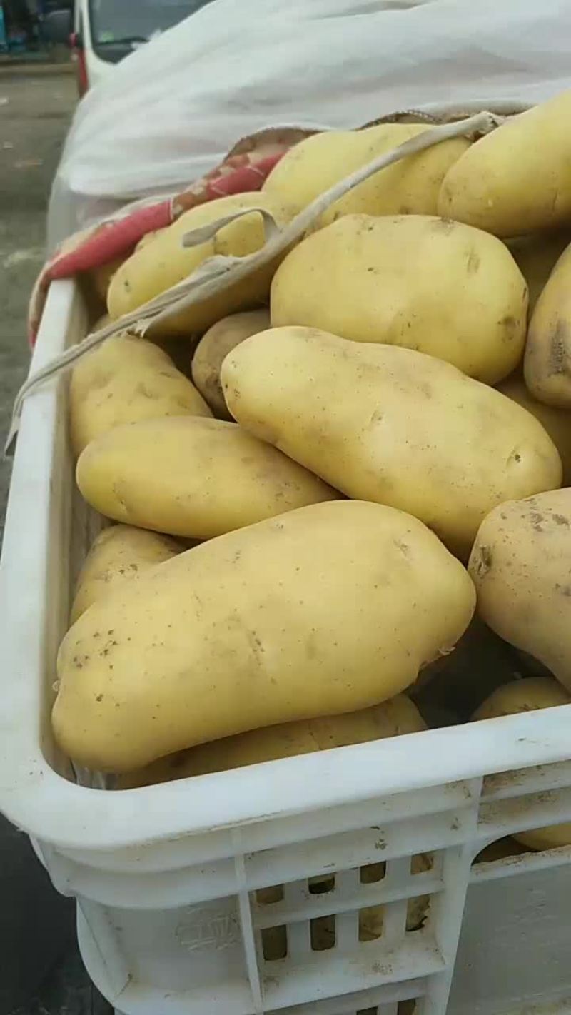 荷兰十五土豆，大量现货供应中产地直发需要的联系我啦