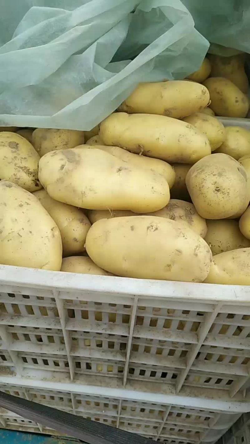 荷兰十五土豆，大量现货供应中产地直发需要的联系我啦