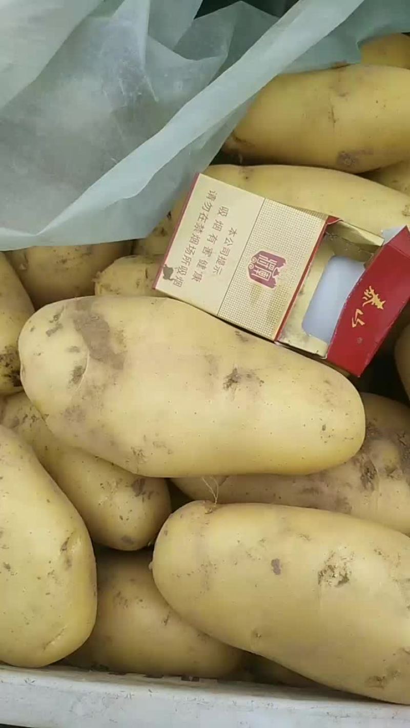 荷兰十五土豆，大量现货供应中产地直发需要的联系我啦