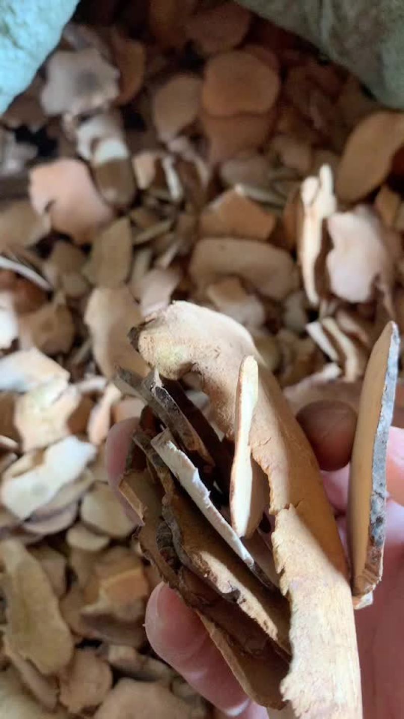 土茯苓