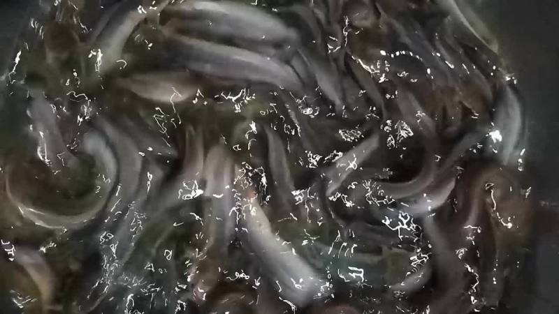 本地塘虱鱼苗