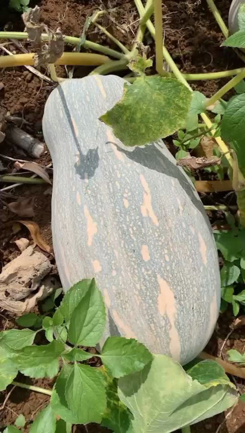 蜜本南瓜