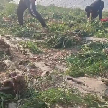 本地大蒜大量上市，价格便宜，个头很大，需要的说话