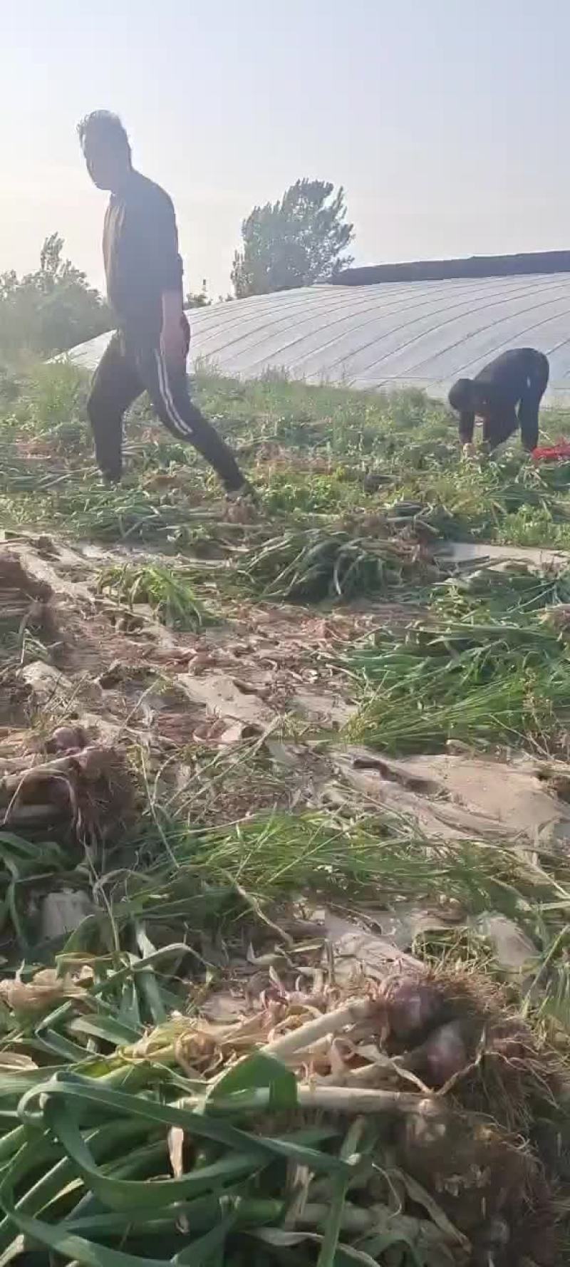 本地大蒜大量上市，价格便宜，个头很大，需要的说话