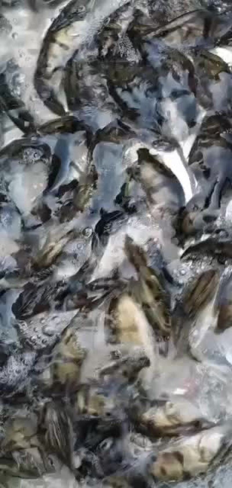 鳜鱼苗，公司专业人员养殖鱼苗彭泽鲫鱼苗，需要迅速联系。