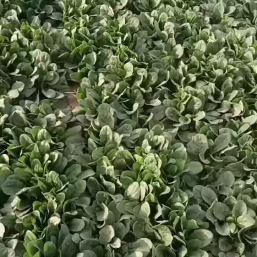 精品菠菜