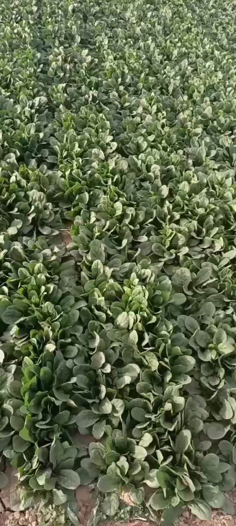 精品菠菜