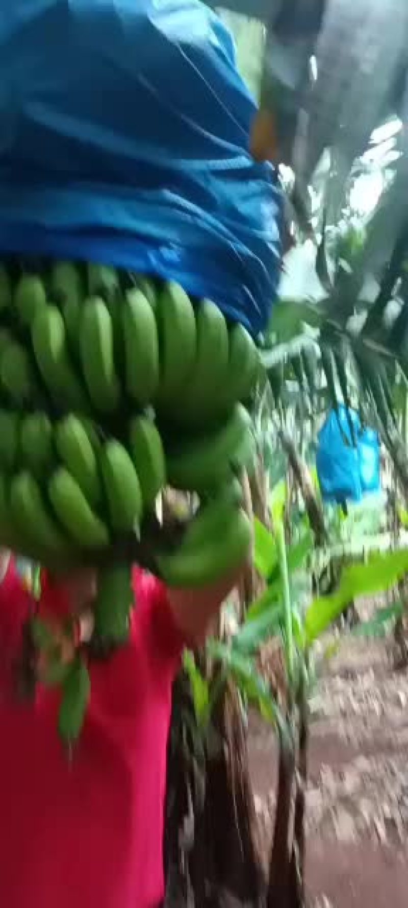 香蕉之产地大上市老蕉没有了全国发货诚信经营