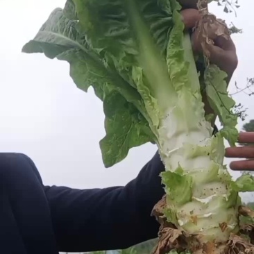 自家种植