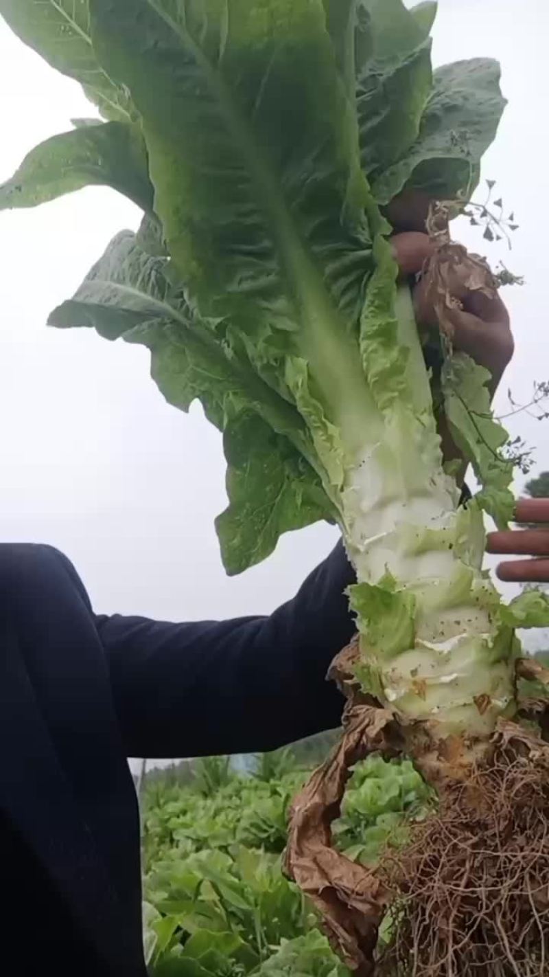 自家种植