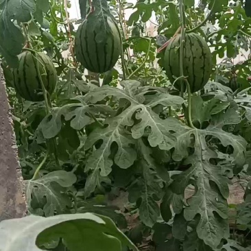 红玉