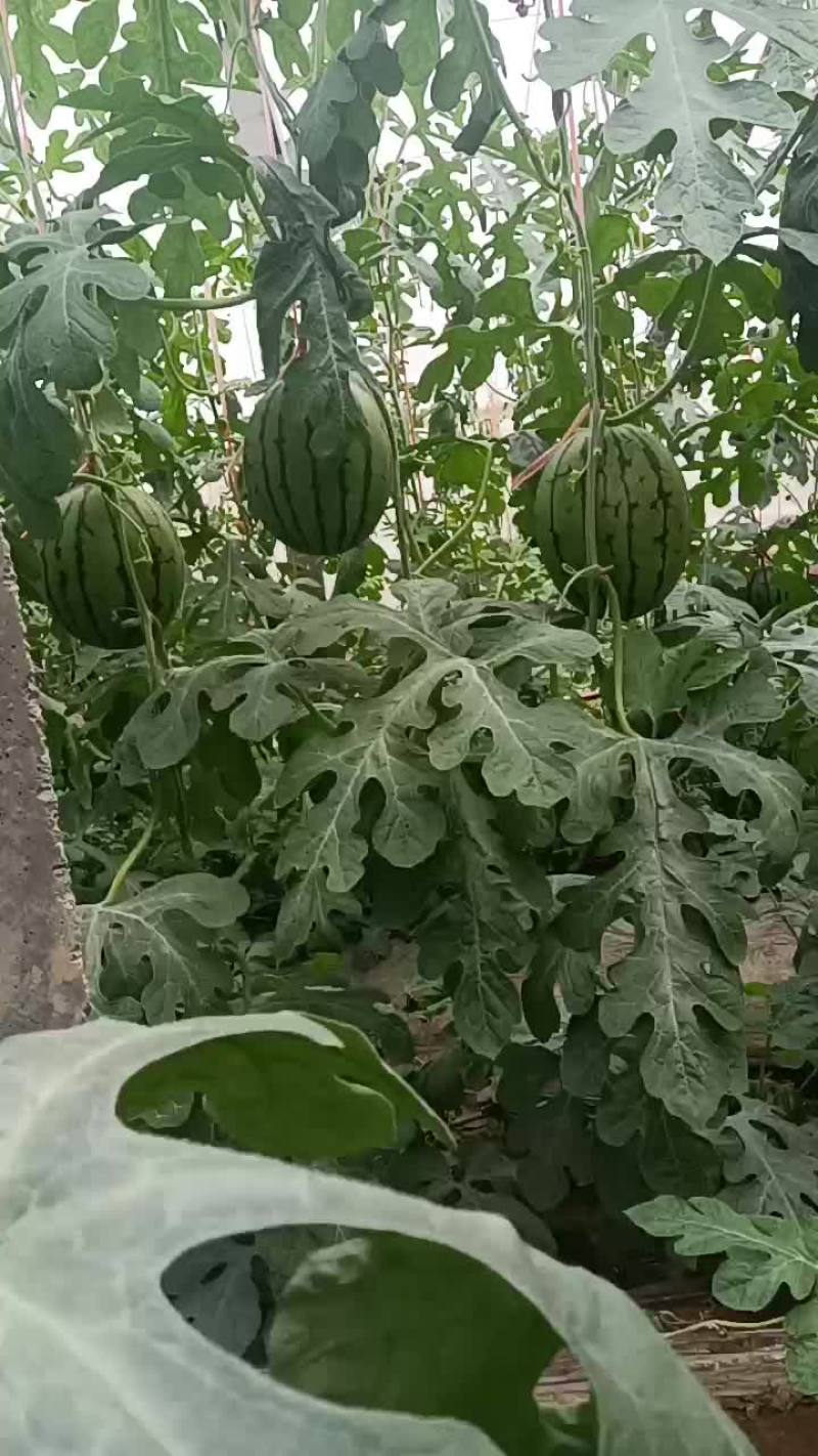 红玉