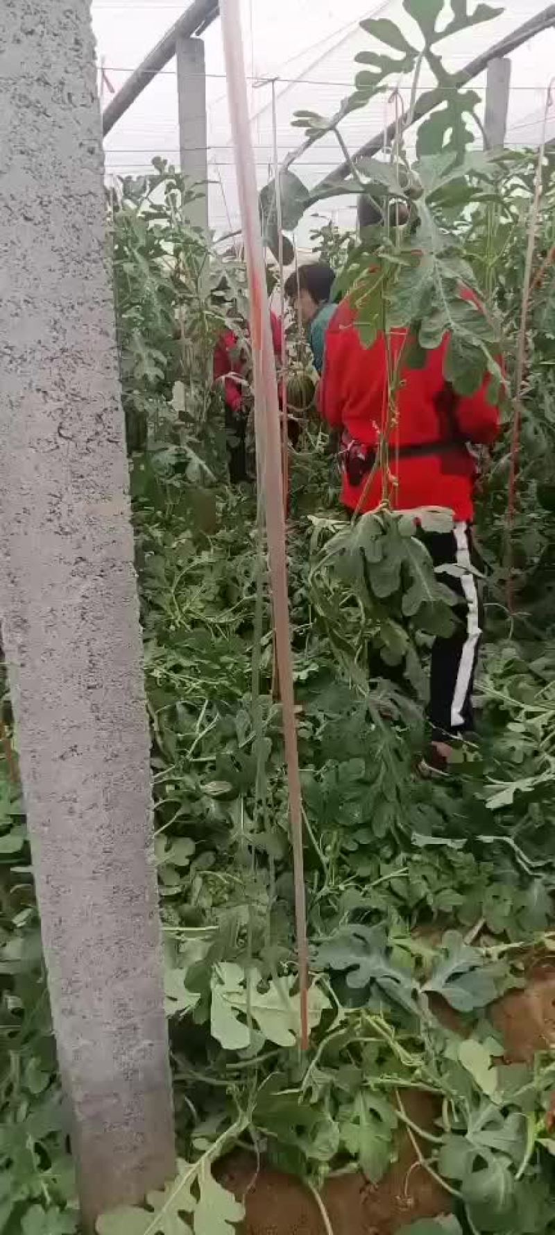 红玉