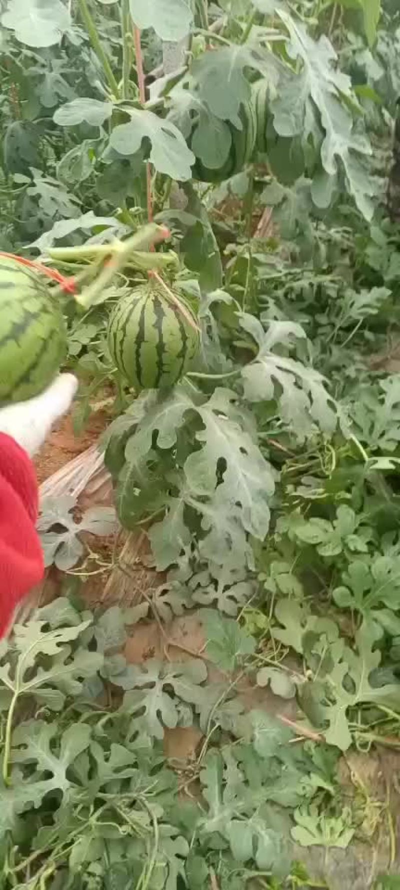红玉