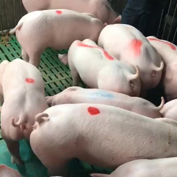 二元母猪代肚发情价格美丽全国送货上门货到付款