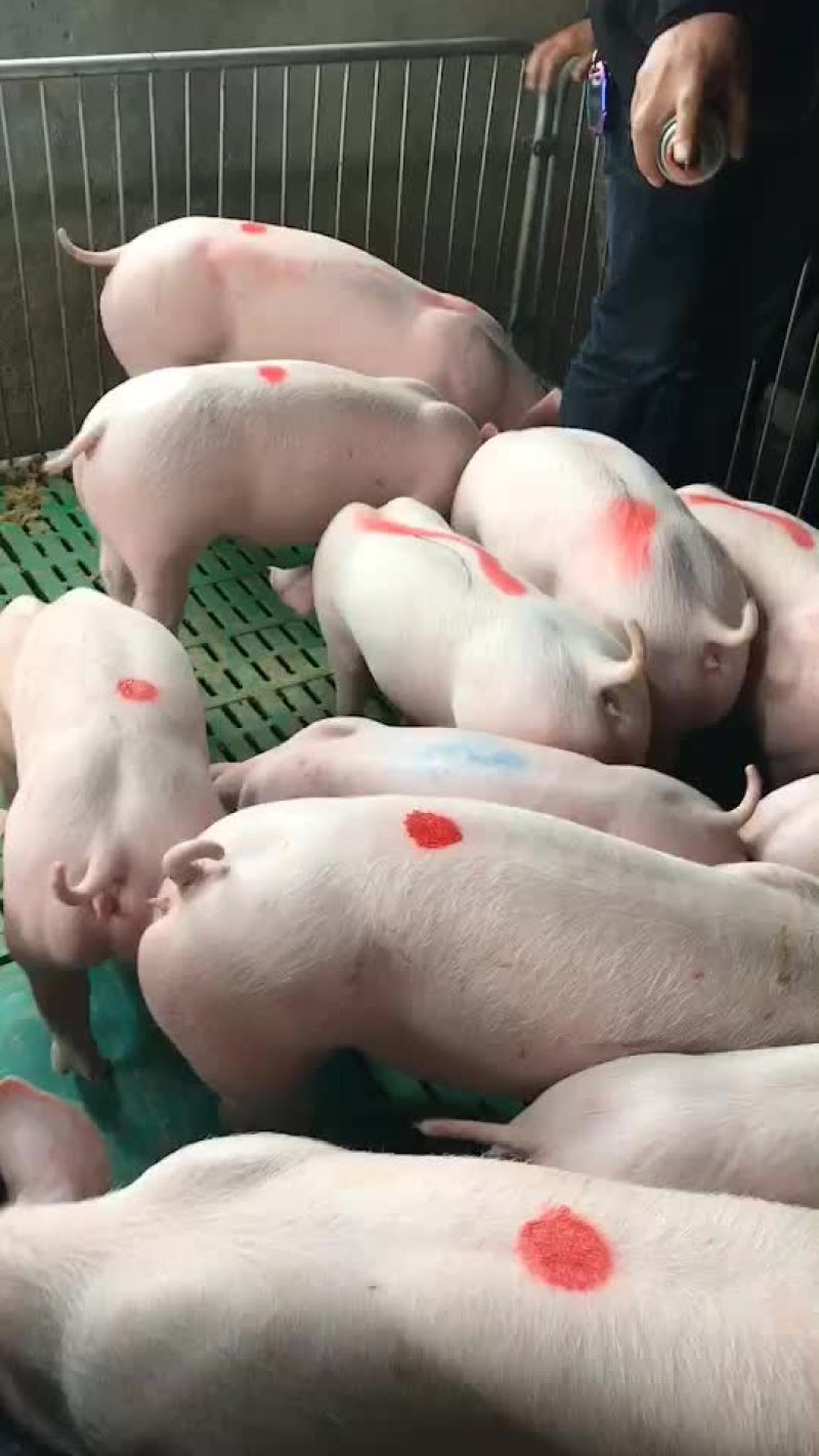二元母猪代肚发情价格美丽全国送货上门货到付款