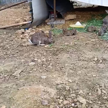 种兔，比利时兔，肉兔，散养的肉兔