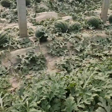 精品甜王西瓜甜瓜