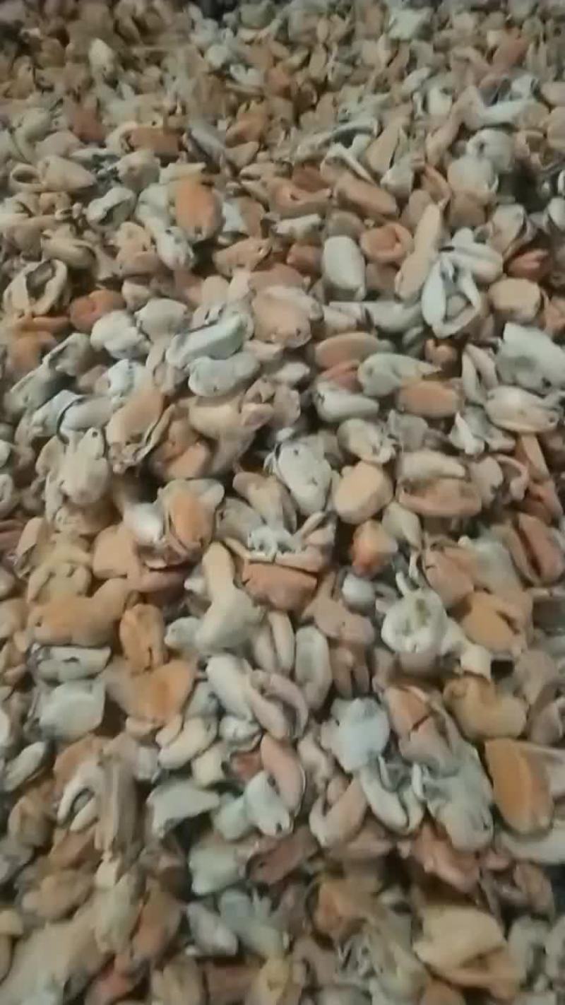 优质冻煮海虹肉