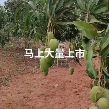 元谋芒果马上大量上市欢迎新老客户来收够