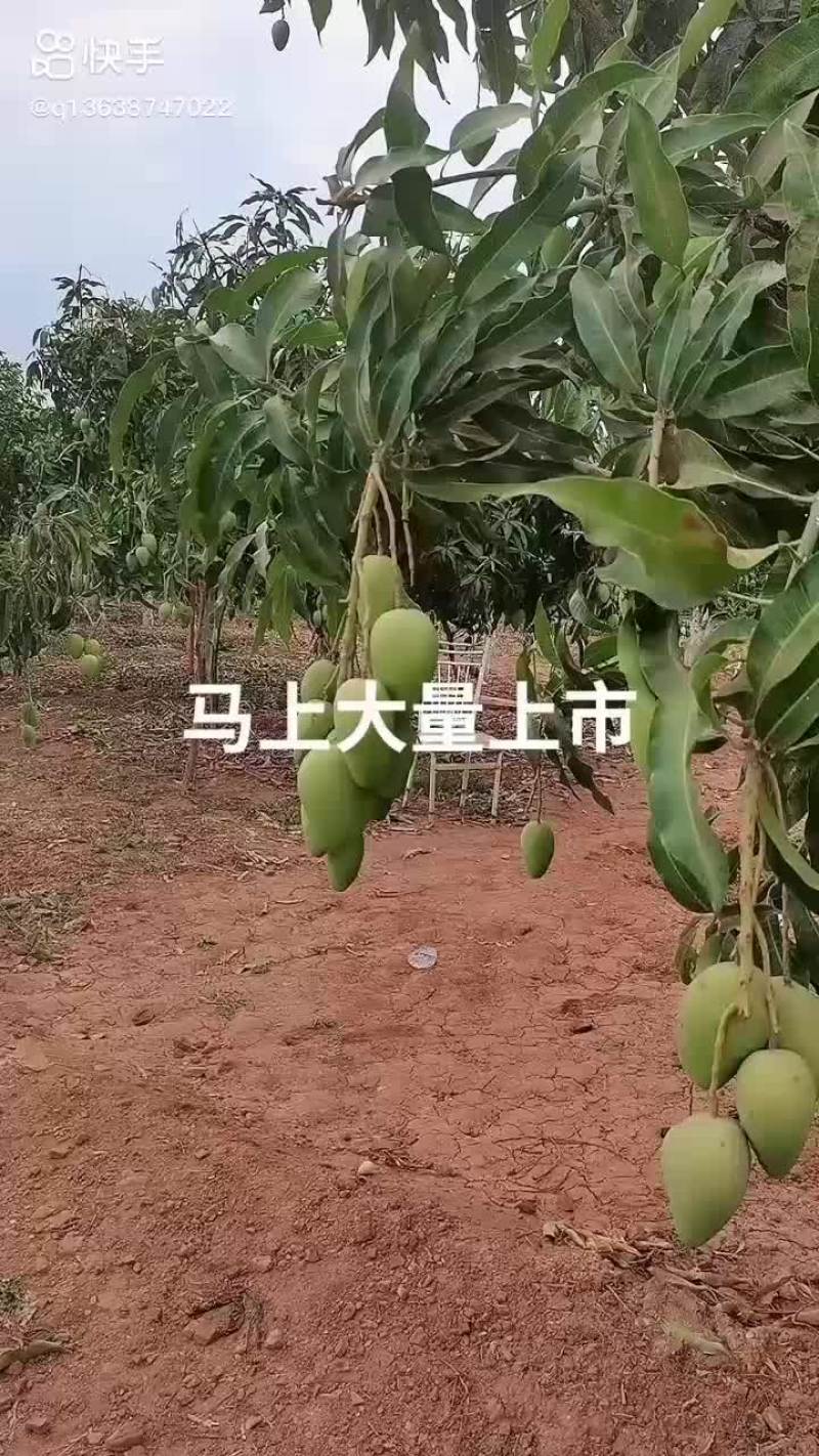 元谋芒果马上大量上市欢迎新老客户来收够