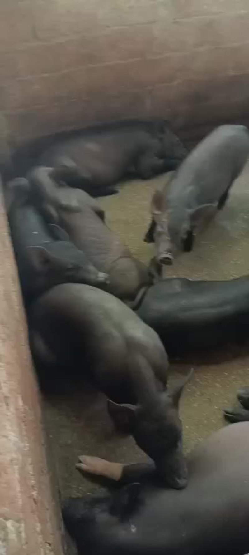 土黑