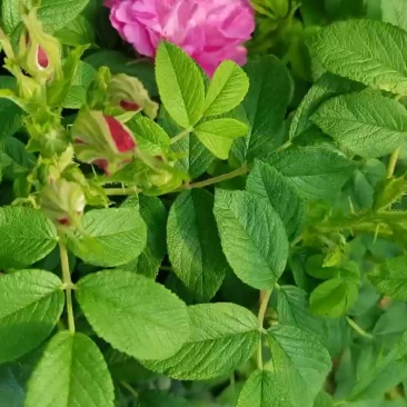 食用玫瑰丰花一号