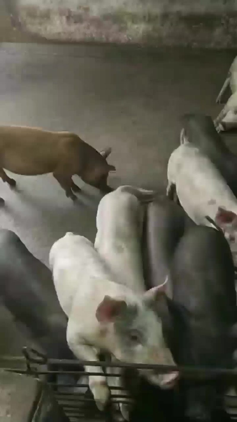 活畜