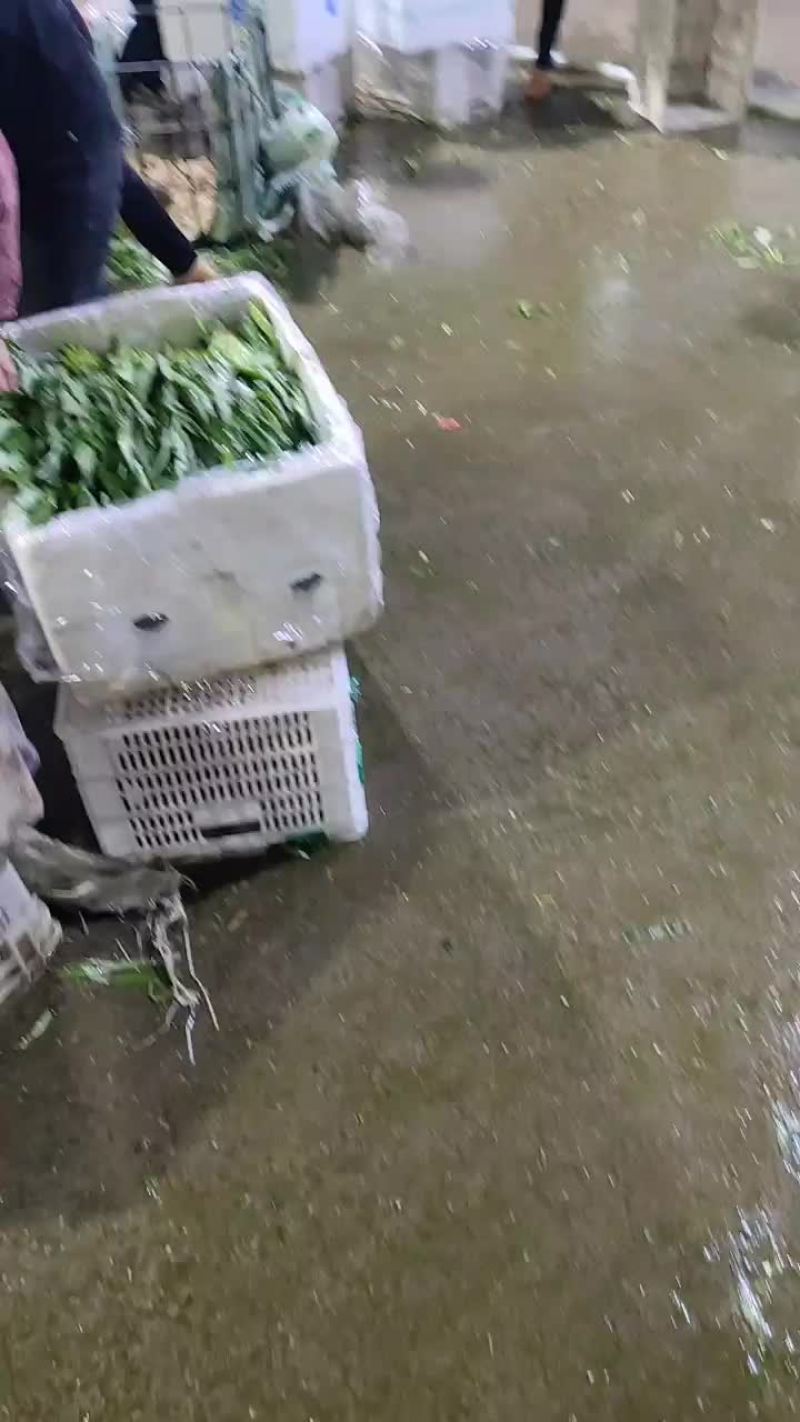 空心菜
