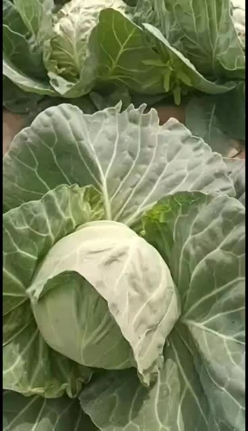 甘蓝