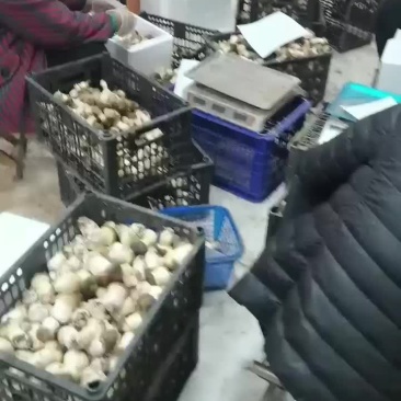 大球盖菇