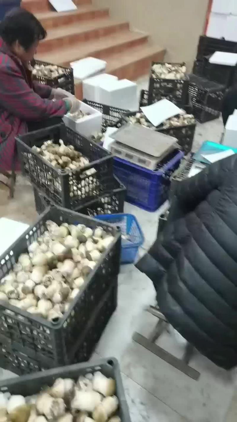 大球盖菇