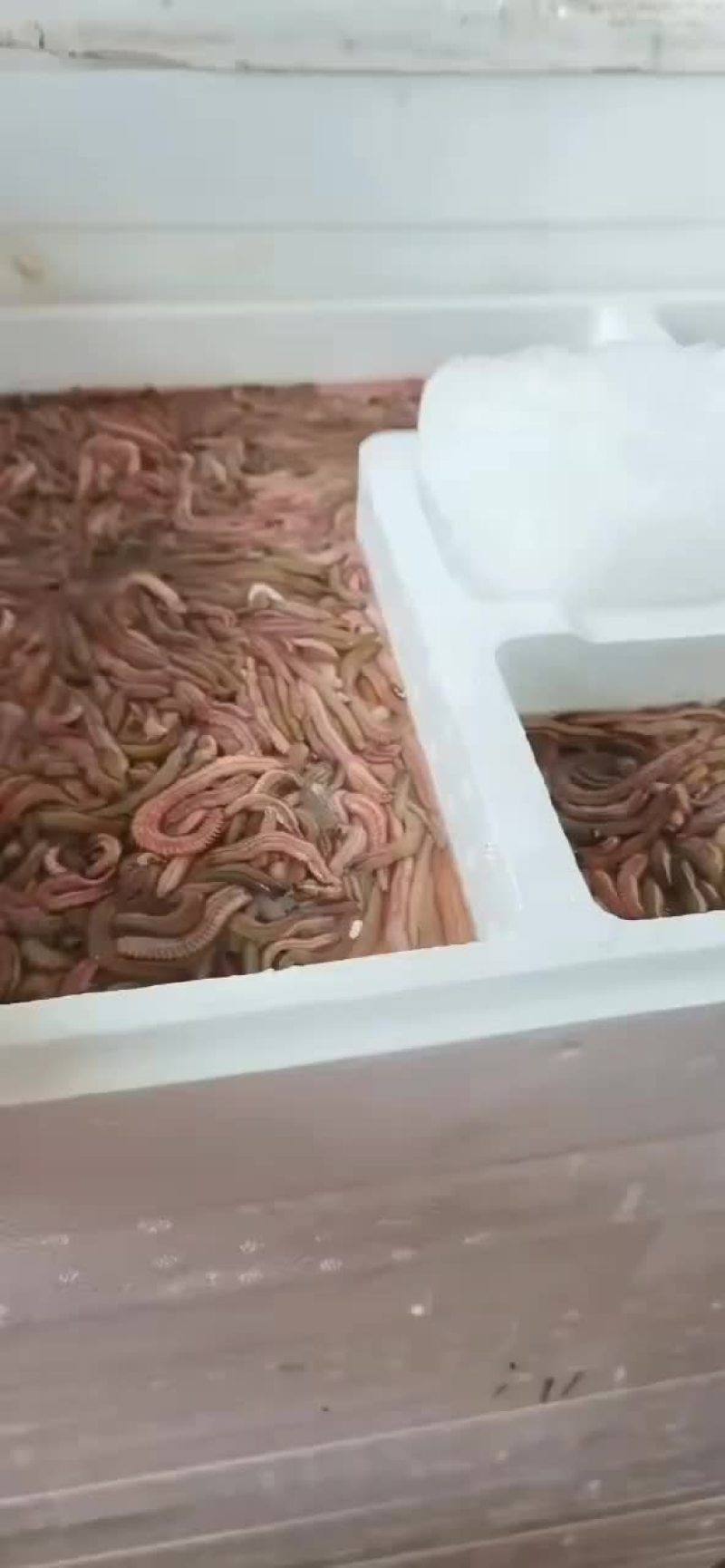 禾虫蛋白质高营养丰富