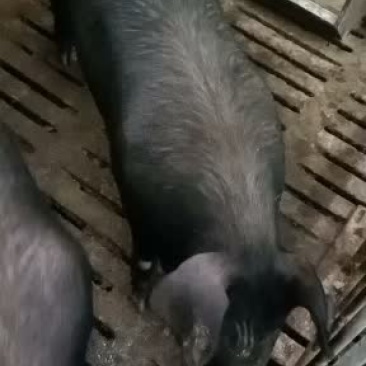 松辽黑后背