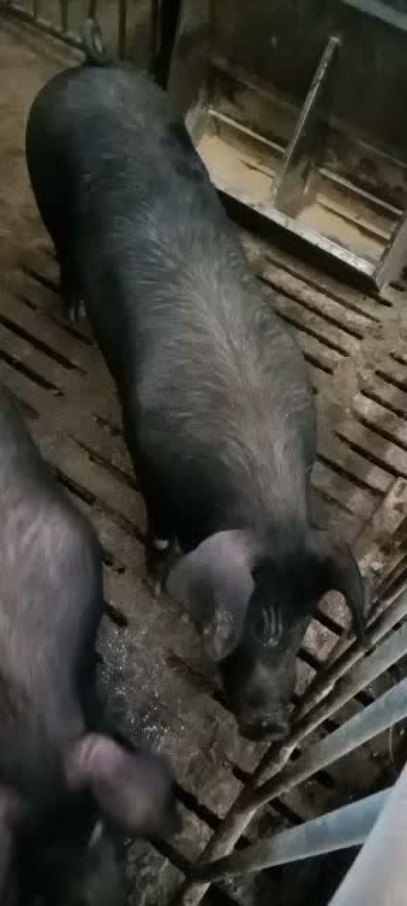 松辽黑后背