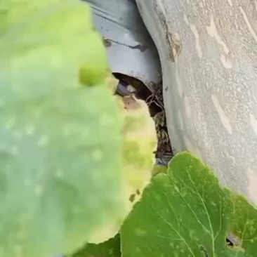 蜜本南瓜