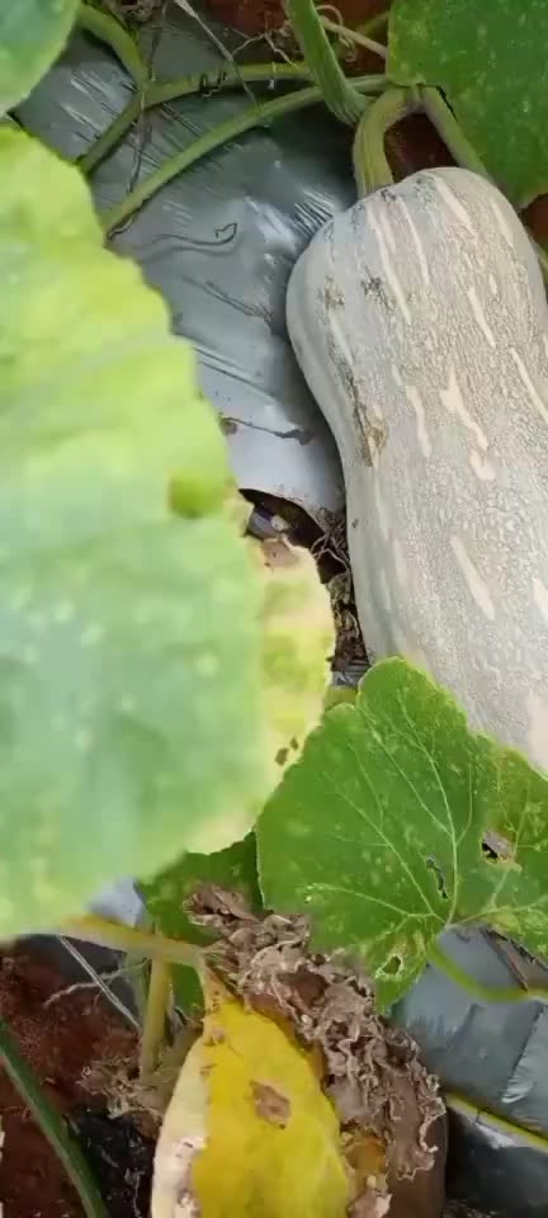 蜜本南瓜