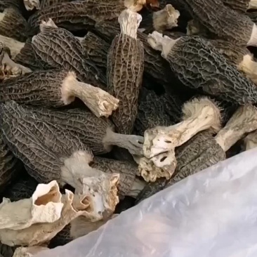 正宗四川绵阳羊肚菌精选大个8-11