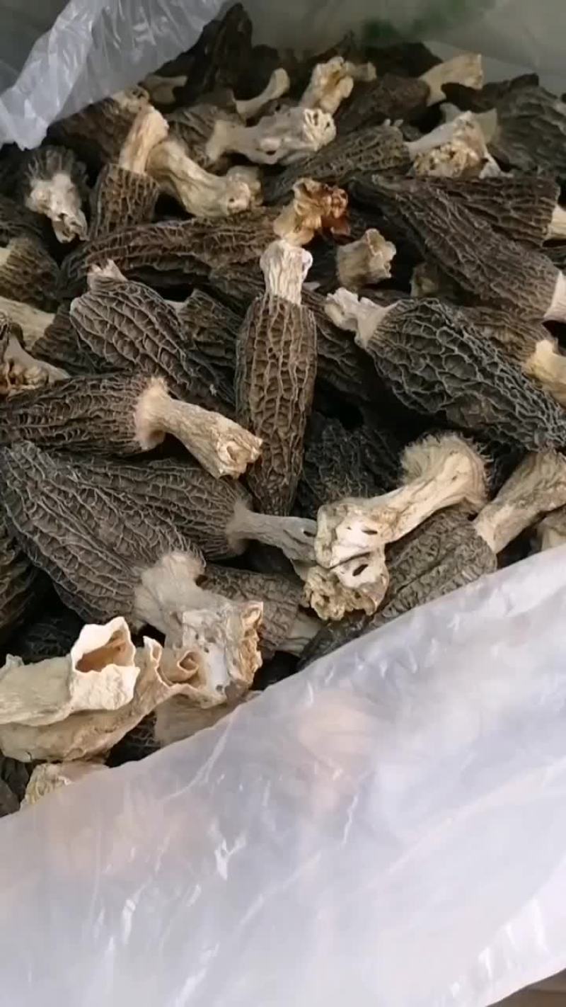 正宗四川绵阳羊肚菌精选大个8-11